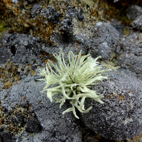 Armored Sea-Fog Lichen