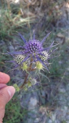 Eryngium dilatatum