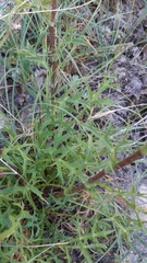 Eryngium dilatatum