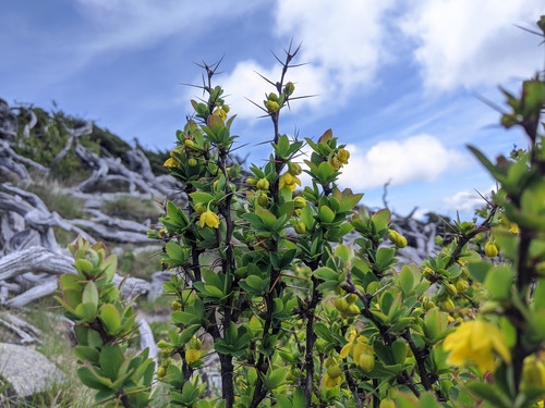 Image of Berberis morrisonensis by (c) Cheng-Te Hsu, some rights reserved (CC BY)