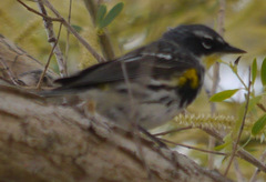 Setophaga coronata coronata × auduboni