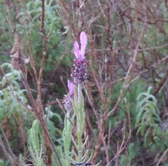 Lavandula stoechas luisieri