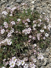Gypsophila repens