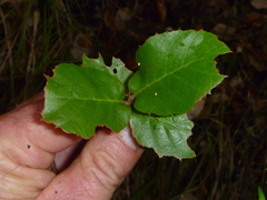 Quercus suber