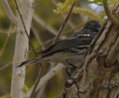 Setophaga coronata coronata × auduboni