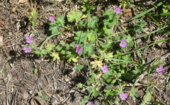 Geranium molle