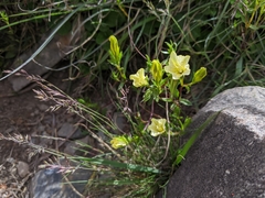 Gentiana itzershanensis
