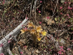 Aphyllon franciscanum