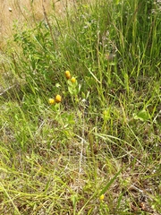 Trifolium spadiceum