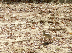 Ortygornis pondicerianus