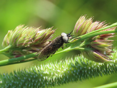 Haematopota pluvialis