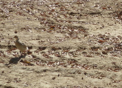 Ortygornis pondicerianus