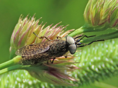 Haematopota pluvialis