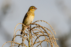 Euplectes hordeaceus