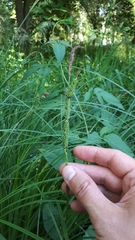 Carex elata