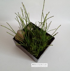 Equisetum scirpoides