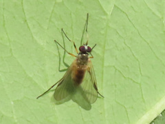 Rhagio lineola