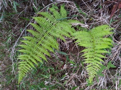 Athyrium oppositipennum