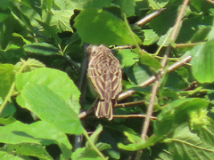 Anthus trivialis