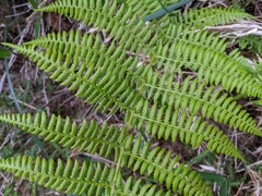 Athyrium oppositipennum