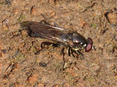 Chalcosyrphus nemorum