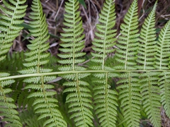 Athyrium oppositipennum