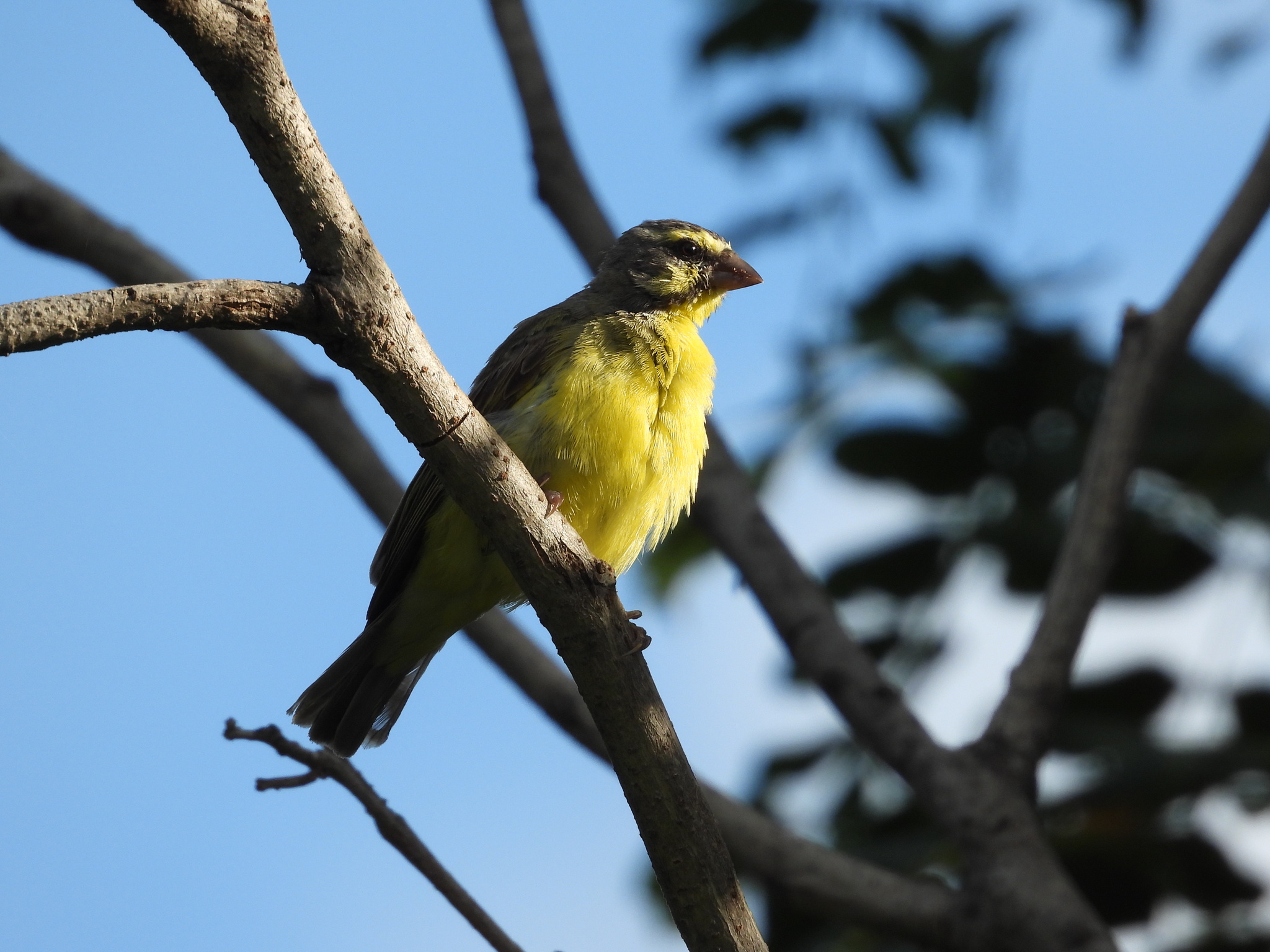 Yellow-fronted Canary