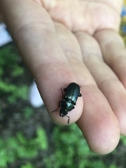 Platycerus caprea