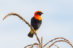 Euplectes hordeaceus