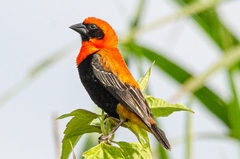 Euplectes hordeaceus