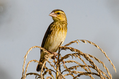 Euplectes hordeaceus