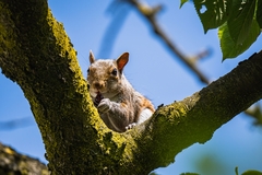 Sciurus carolinensis