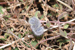 Thaumetopoea herculeana