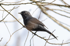 Melaenornis edolioides