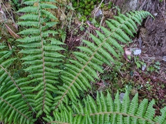 Dryopteris zayuensis