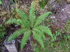 Dryopteris zayuensis