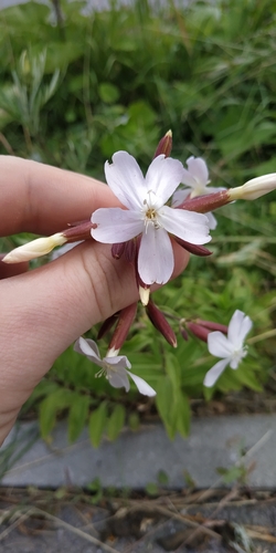bouncingbet (Saponaria officinalis)