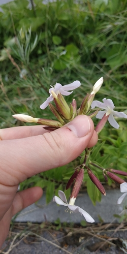 Saponaria officinalis