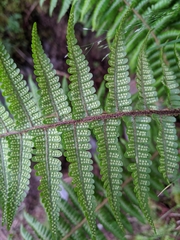 Dryopteris zayuensis