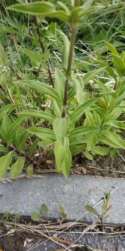 Saponaria officinalis