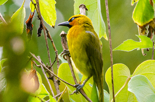 Spectacled Weaver