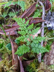 Cystopteris moupinensis