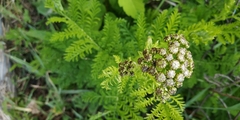 Tanacetum vulgare crispum