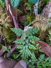 Cystopteris moupinensis