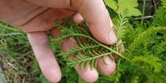 Tanacetum vulgare crispum