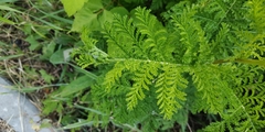 Tanacetum vulgare crispum