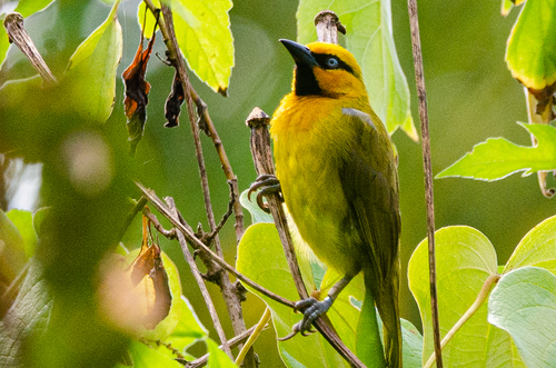 Spectacled Weaver