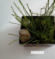 Equisetum scirpoides