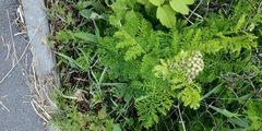 Tanacetum vulgare crispum