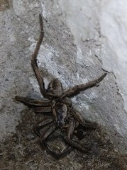 Lycosa erythrognatha